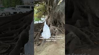 Fellow gnomes I have found a magical tree to hide in #gnomesvsknights #beverlyhills