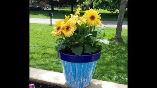 Flower Pot Acrylic Painting (23) - Flower Pot Series (11)
Flower Pot Acrylic Painting
Flip Cup - Using the blues
I am loving how this came out.
A couple of years ago I painted up 10 flower pots and handed them out to family and friends to test for me. I told them to put out in the sun, on your front porch, wherever you would normally set a flower pot at your house, then at the end of the season, let me know how it held up.
Good News!! Everyone said that they still looked new and had no fading or cracking!!
So I made more and thought I would share some with you!
My pouring mixture is 1 part paint/ 1 part PVA/ 1 part liquitex pouring medium/ & 2-3 parts floetrol to obtain consistency.
Please like and subscribe to my channel & click on the bell to see more upcoming videos.
If you are interested in purchasing any of my artwork, please contact me at darnella92@gmail.com
Thanks for watching
God Bless Flower Pot Acrylic Painting (23) - Flower Pot Series (11)