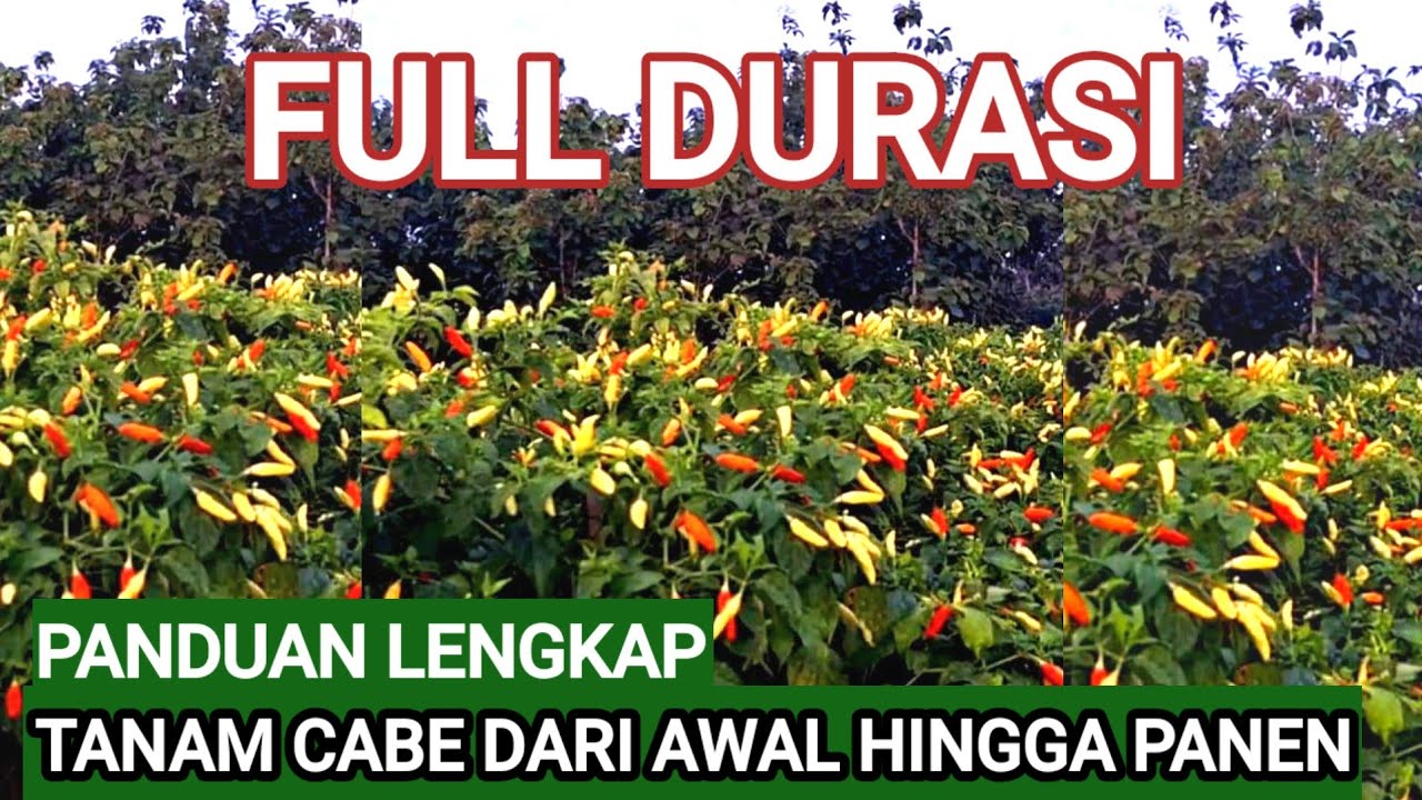 PANDUAN LENGKAP TANAM CABE..!! DARI AWAL HINGGA PANEN