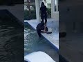 Internet Was Peaceful Until This Video Dropped 😂 | #funny #cockroach