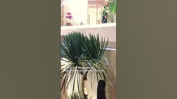 Cải tạo nhà ở thành quán cafe | Phong Cách Mộc #shorts