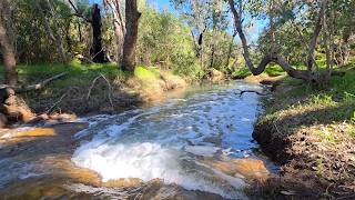 Peaceful Forest Creek 🌿 3 Hours of Flowing Water for Sleep, Relaxation & Focus