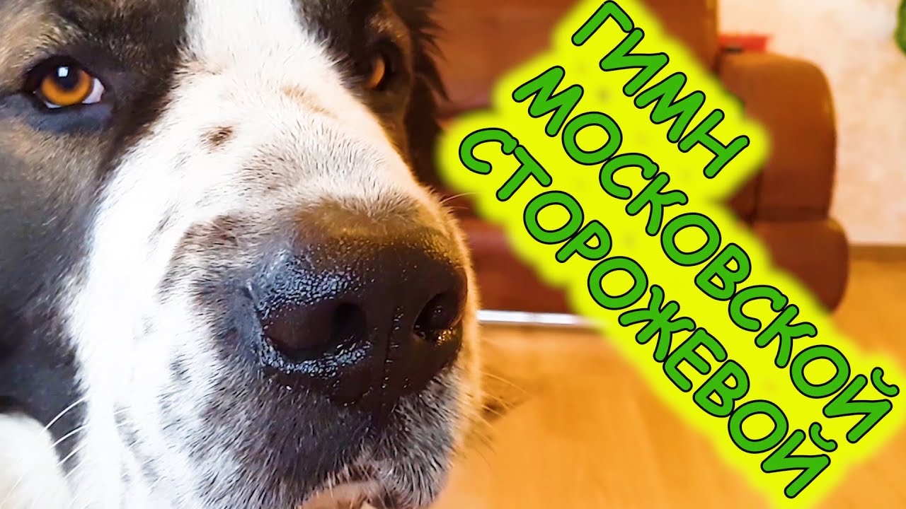 Гимн московской сторожевой. Клип. Говорящая собака. Собака медведяка Московская сторожевая Булат