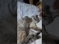 のんびり寝てるセバスチャン。 #cat #cute #ねこ