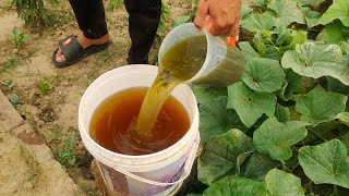 Why Smart Gardeners are Putting Baking Soda and Sugar on Their Plants