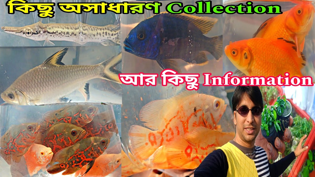 Serampore Haat এ রঙিন রঙিন মাছ | Aquarium Plants Aquarium Fish | Serampore Pet Market | Fish Pet Hat