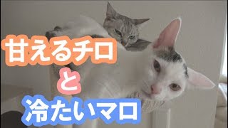 甘える子猫チロと対応が冷たい先住猫マロ
