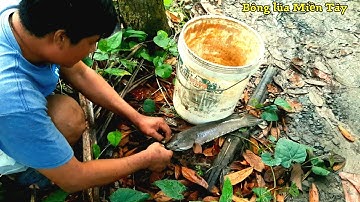 Cắm câu mùa nước, dính cá lóc bự quằn tay | Bông lúa Miền Tây