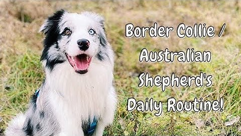 My CRAZY Dog’s Daily Exercise Routine! (Border Aussie)