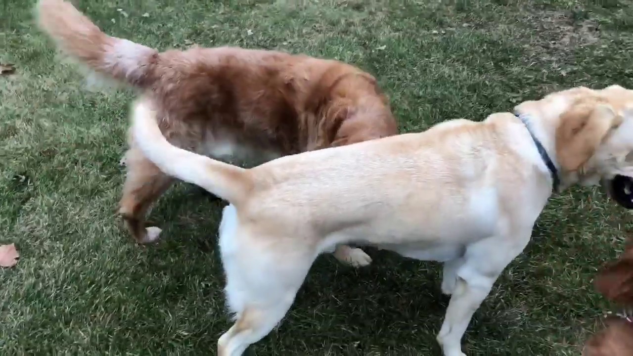 dog achilles tendon brace