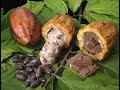 Cómo sembrar y convertir el Cacao en Chocolate - TvAgro por Juan Gonzalo Angel
