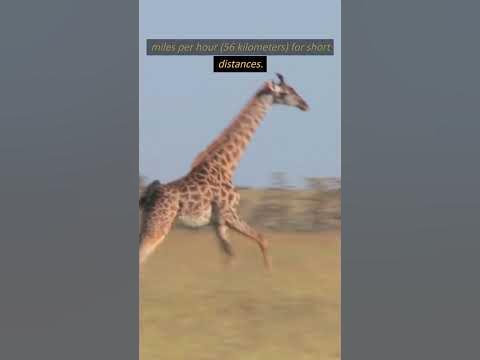 How Fast Can Giraffes Run? #shorts #giraffes #run #shortsfeed #howfast
