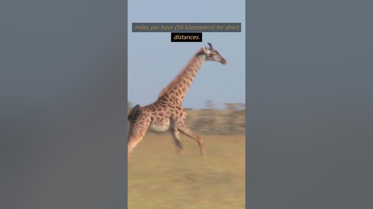 How Fast Can Giraffes Run? #shorts #giraffes #run #shortsfeed #howfast