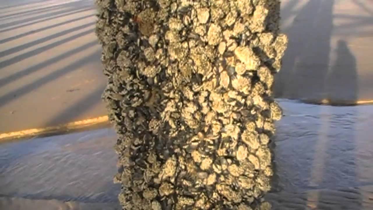 strange unknown life forms growing on an english pier