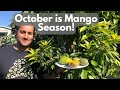Taste testing some homegrown california mangoes