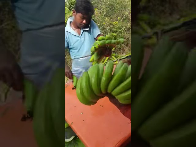 Banana Export | Dharmaraj Global class=