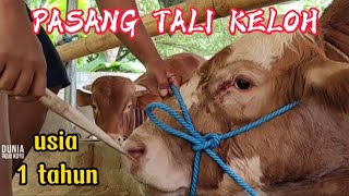 Proses pasang tali keluh pedet usia 1 tahun di kandang caesario farm