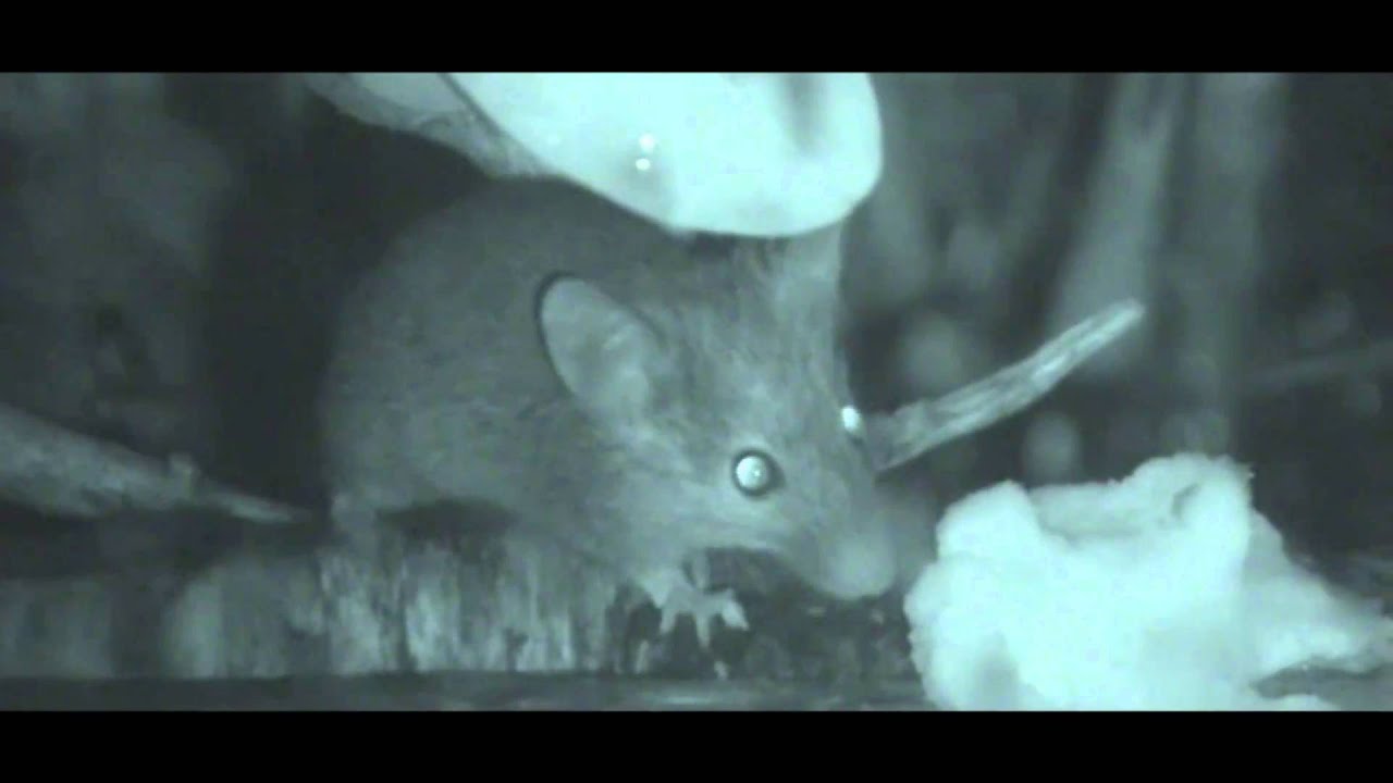 nature kpop Mouse outside my office