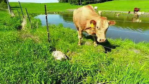 Mother cow clearly asks man to rescue her newborn calf