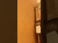 ابو وليد بوري تلات