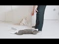 【さばちゃん43】パパさんが帰ってくる時の様子です