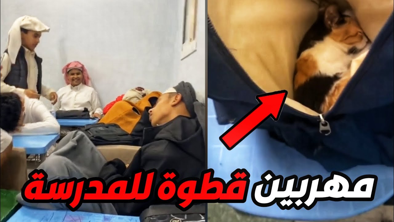 هربوا قطوة معاهم للفصل والقطوة ماتدري وين تختفي!!