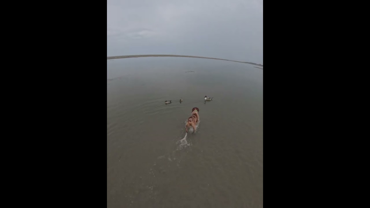 Baie d'authie nord 20 septembre 2025