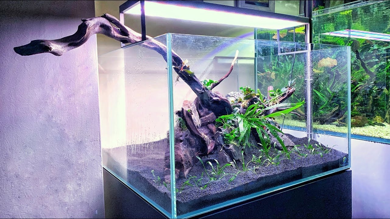 How to Aquascape a Classic Nature Aquarium
