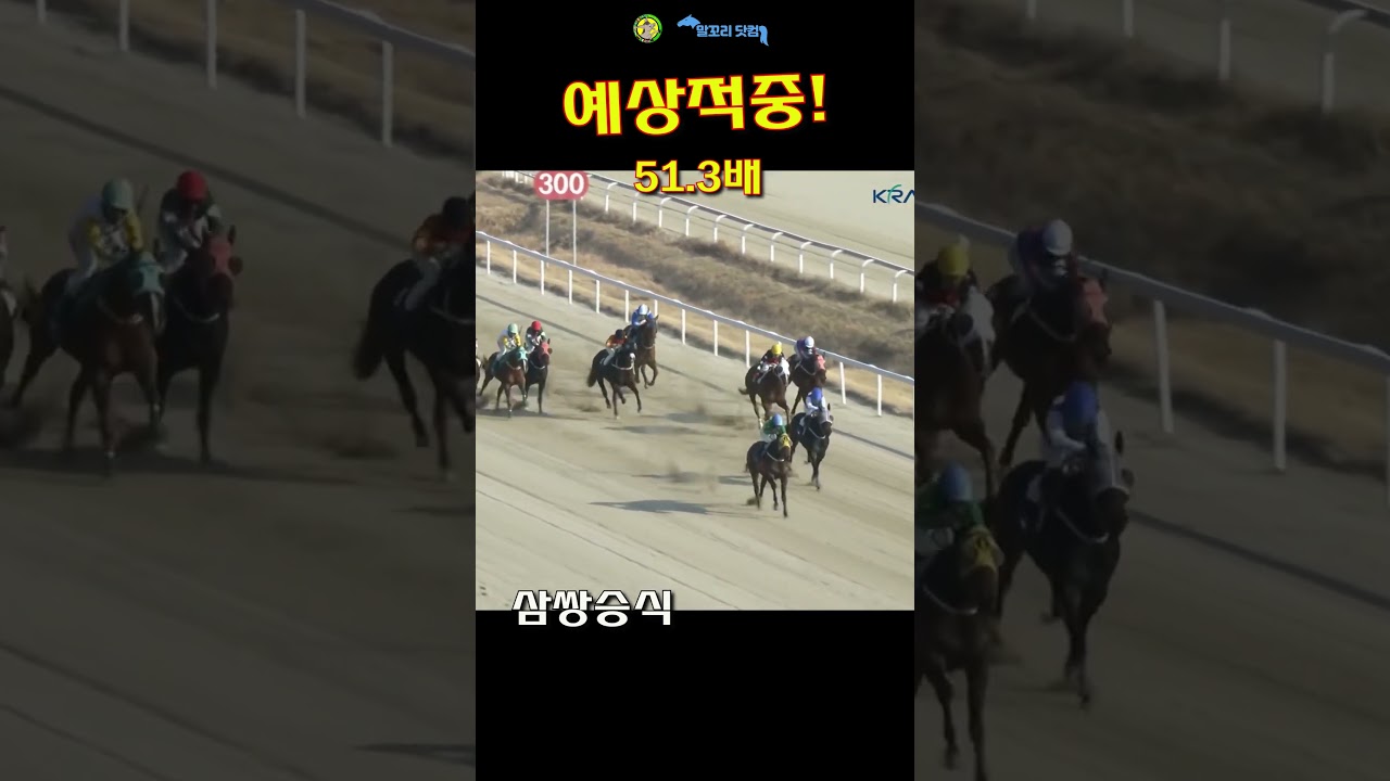 말꼬리 AI경마 예상적중! 51.3배 1월23일 부경5경주 삼복승식 #경마 #ai경마#경마예상 #경마예상지