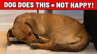 7 Unmistakable Signs Your Dog Is Unhappy - Never Ignore!