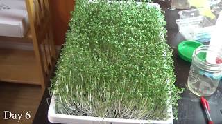 How to Grow Broccoli Microgreens at Home, Start to Finish