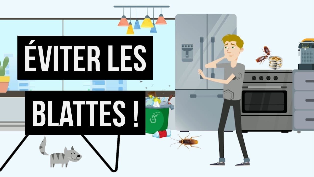 Comment éviter les blattes ? Comment ne pas avoir de cafards ? Pourquoi