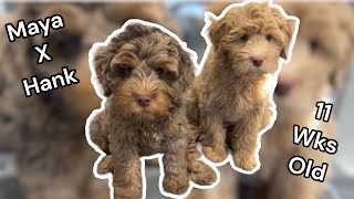 The last 2 Petite Aussie Australian Labradoodle Puppies | MayaXHank by Silver Creek Doodles 2,606 views 4 months ago 8 minutes, 41 seconds