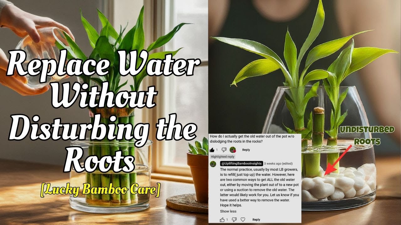 LUCKY BAMBOO IN ROCKS: How to Remove Old Water Without Disturbing ...