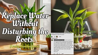 LUCKY BAMBOO IN ROCKS: How to Remove Old Water Without Disturbing Bamboo Roots How To Change Water In Bamboo Plant
