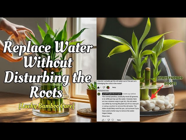 LUCKY BAMBOO IN ROCKS: How to Remove Old Water Without Disturbing Bamboo  Roots - YouTube