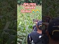 Subscribe || #vlogdesa #viral #shortvideo #shorts