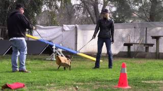 Ruby's First Bite Training Part 2 (1/23/11)