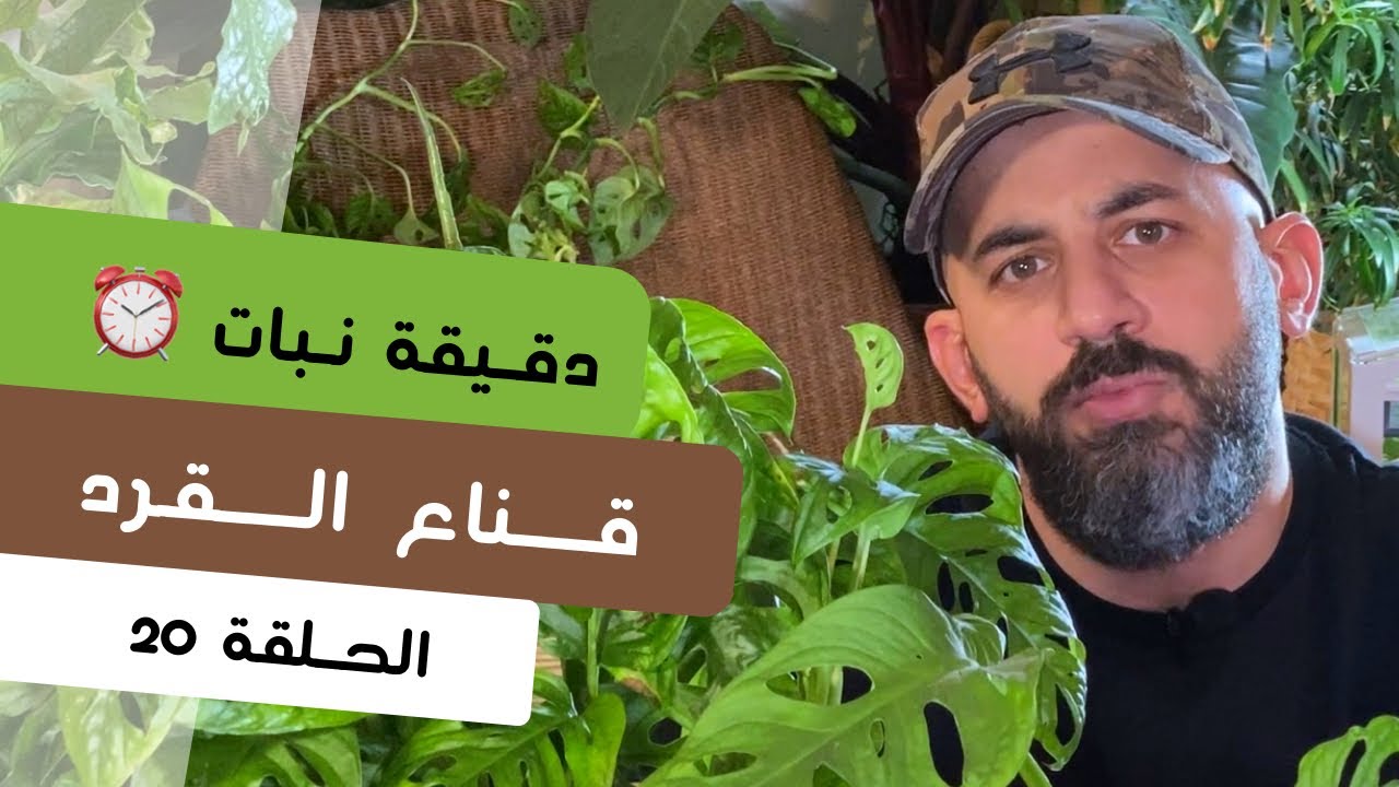 دقيقة نبات |٢٠| طرق العناية بنبات مونستيرا أدينسونياي
Monstera adansonii care - quick tips