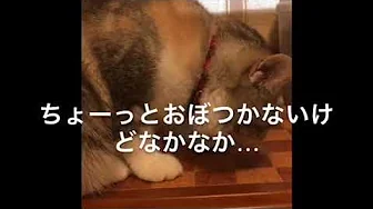 猫の食い意地を試してみた ~Eat it if you can!