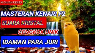 Masteran Kenari F2| Suara Kristal Cengkok Unik #kenarigacor #kicaumania