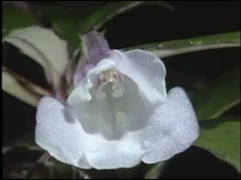 高知県 動く植物図鑑 シシンラン 科学映像館 Youtube 高知県 動く植物図鑑 シシンラン 科学映像館 Youtube