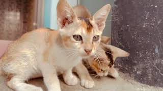 #cats #caty #cuteanimal #kitten #catty #cutecat #music #cute #funnycats #viral #cutepet