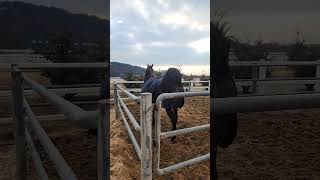 Fresh filly #horseplay #equine