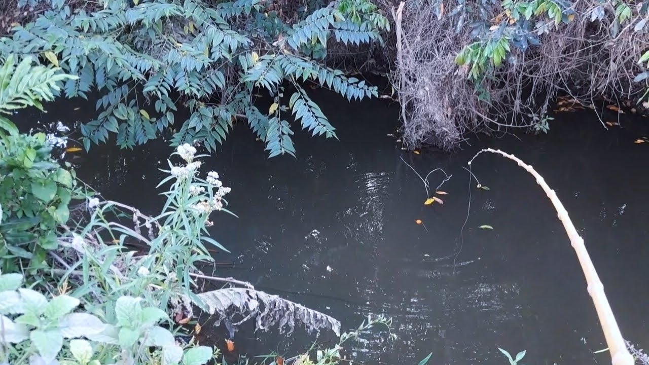 Achei o ninho das traíras, parecia que elas estavam me esperando! Pescaria caipira de traíra