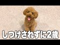 人間に逆ギレするプードルがあるモノのおかげでいい子になった瞬間!
