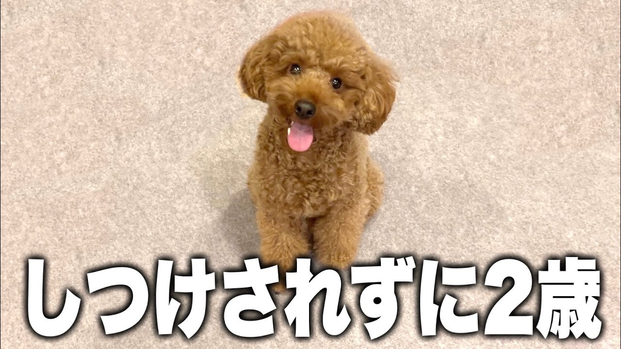 This poodle, who used to get angry at humans, suddenly became a