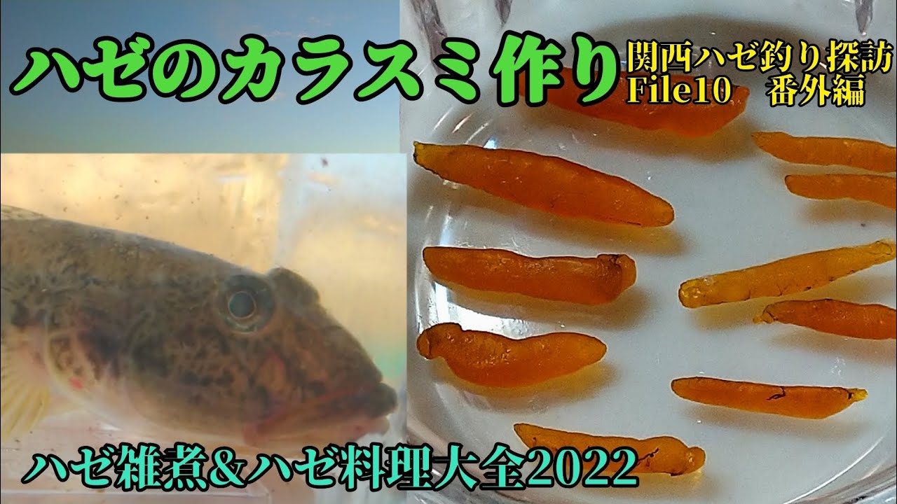 ハゼのカラスミ作り　関西ハゼ釣り探訪　File10 番外編　ハゼのカラスミ作り＆ハゼ料理大全2022＆ハゼ雑煮