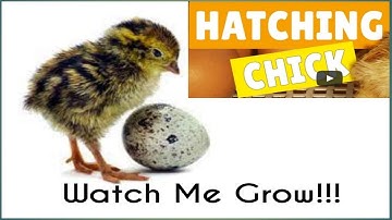 Hatching Quail Eggs | Time lapse Video