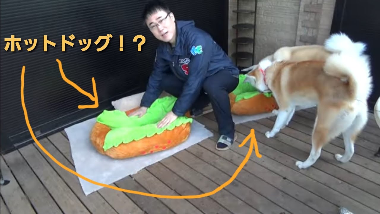犬用ホットドッグ Youtube